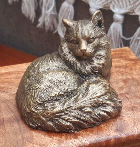 Bronze ragdoll cat